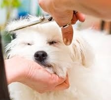 Mobile Pet Grooming Business For Sale