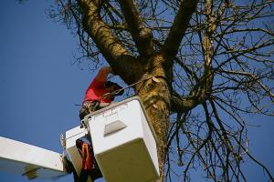 Profitable WA Kitsap County Tree Service