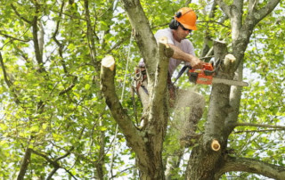 Successful Tree Service Business in Northern Utah
